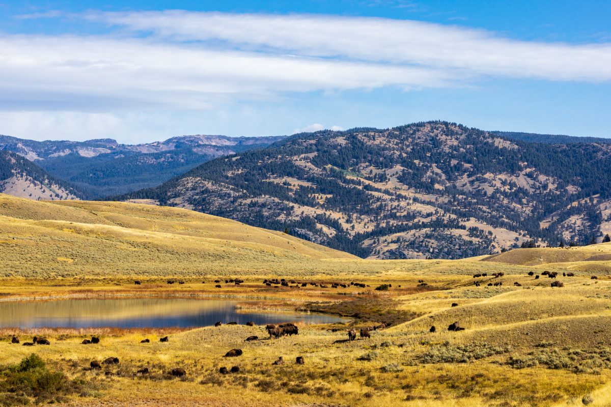 Grazing in the Valley